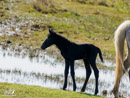 Foal - Źrebię